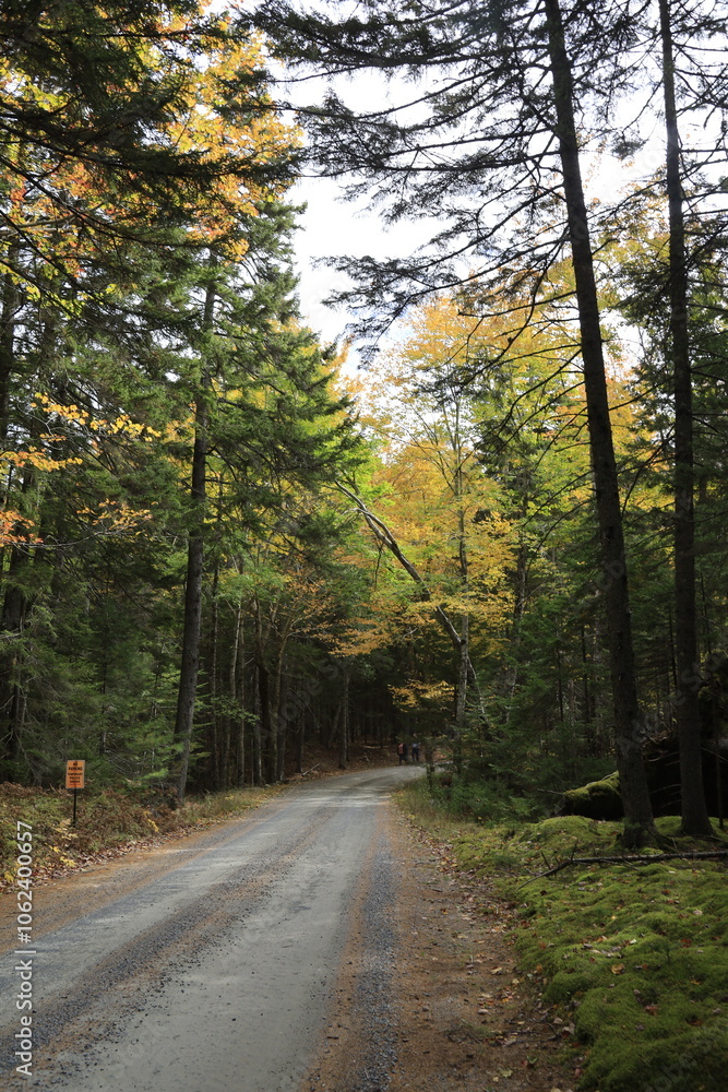 Naklejka premium Scenic hike throuhg fall foliage