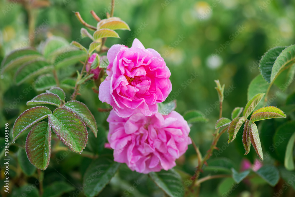 Obraz premium Close up of oil-bearing, flowering Rosa damascena, known as the Damask rose. Blured background. Organic natural concept.