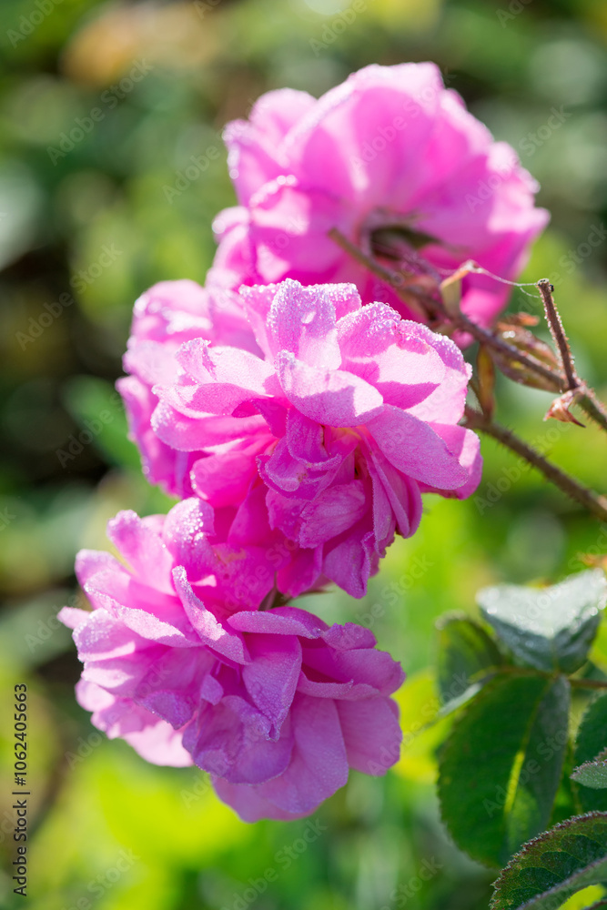 Fototapeta premium Close up of oil-bearing, flowering Rosa damascena, known as the Damask rose. Blured background. Organic natural concept.