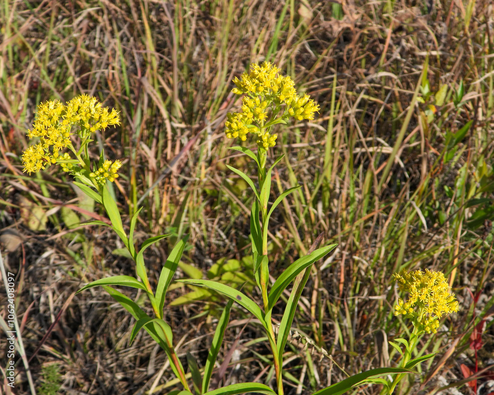 Solidago riddellii | Riddell's Goldenrod | Native North American Wetland Wildflower Wildflower Solidago riddellii | Riddell's Goldenrod | Native North American Wetland Wildflower Wildflower