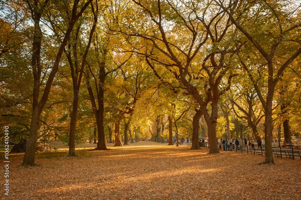 Naklejka premium Autumn leaves blanket the ground beneath towering trees in Central Park, Manhattan, New York.