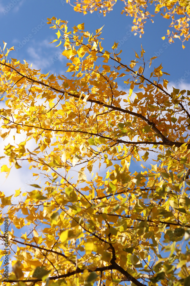 Tree with bright yellow autumn foliage against the sky. Autumn colors. Natural autumn background, golden season. Tree with lush crown in the park Tree with bright yellow autumn foliage against the sky. Autumn colors. Natural autumn background, golden season. Tree with lush crown in the park