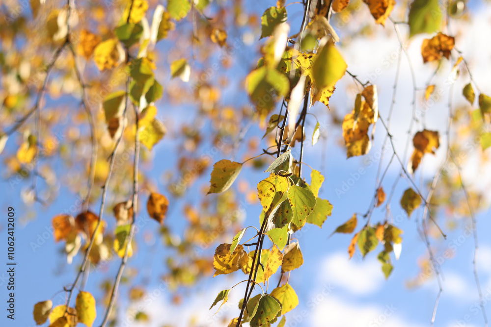 Birch tree with autumn foliage against the sky. Autumn colors. Natural autumn background, golden season. Birch branches with selective focus. Autumn concept, birch forest