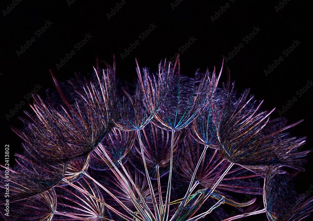 dmuchawiec na czarnym tle, puszyte nasiona kozibród, Tragopogon, goatsbeard, salsify, puszyste nasiona dmuchawca, kolorowy dmuchawic na czarnym tle