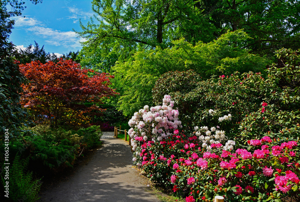 ogród japoński, kwitnące różaneczniki i azalie, droga z kwitnącymi różanecznikami, japanese garden blooming rhododendrons and azaleas, Rhododendron, japanese garden, designer garden ogród japoński, kwitnące różaneczniki i azalie, droga z kwitnącymi różanecznikami, japanese garden blooming rhododendrons and azaleas, Rhododendron, japanese garden, designer garden