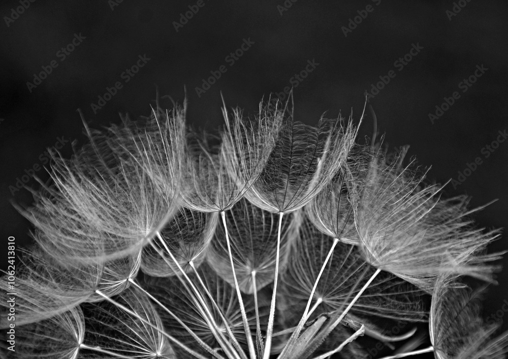 dmuchawiec na czarnym tle, puszyte nasiona kozibród, Tragopogon, goatsbeard, salsify, puszyste nasiona dmuchawca, czarnobiałe zdjęcie dmuchawca