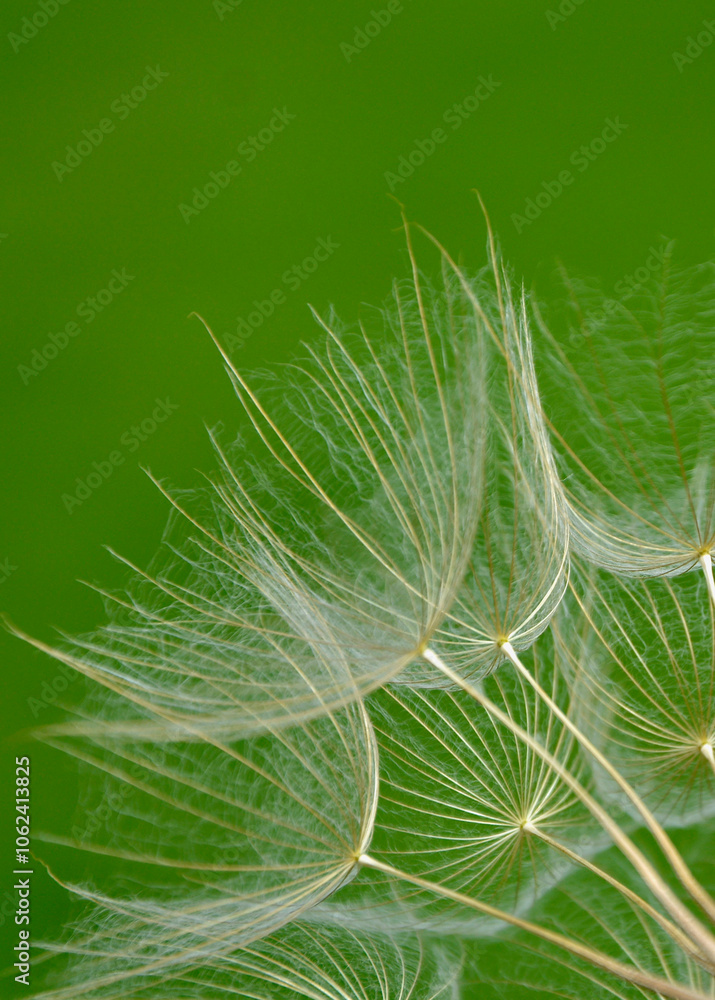 dmuchawiec na zielonym, rozmytym tle, puszyte nasiona kozibród, Tragopogon, goatsbeard, salsify, puszyste nasiona dmuchawca, blurred background