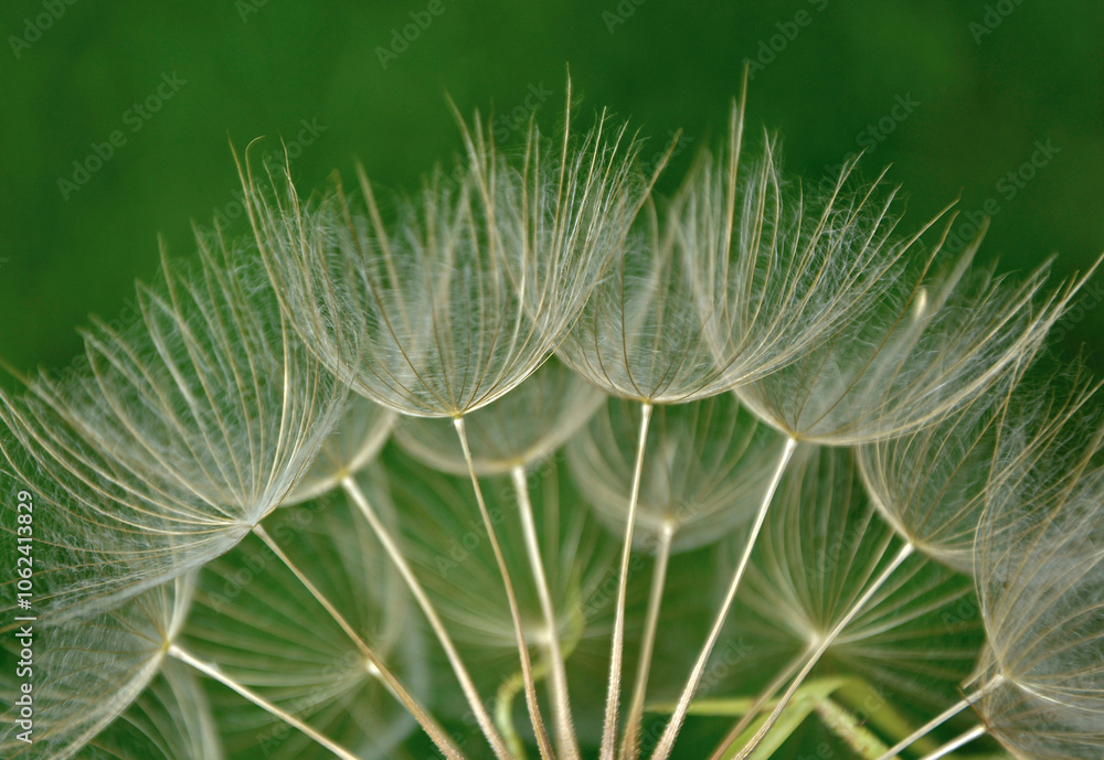 dmuchawiec na zielonym, rozmytym tle, puszyte nasiona kozibród, Tragopogon, goatsbeard, salsify, puszyste nasiona dmuchawca, blurred background