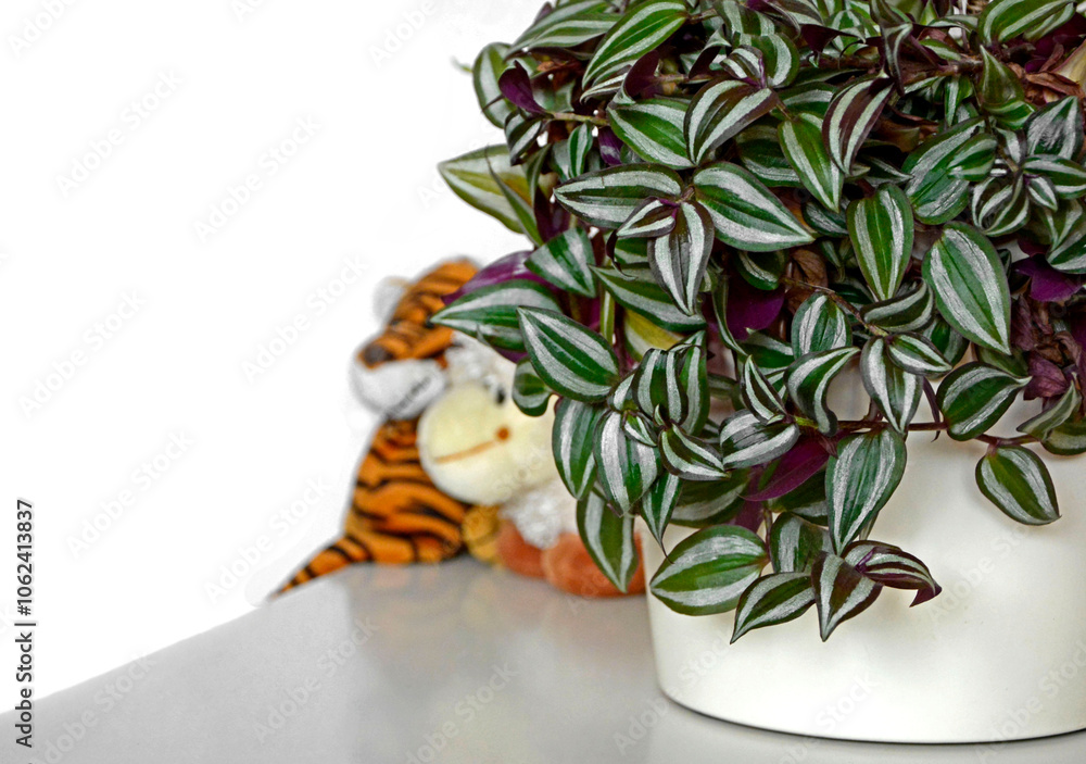 Trzykrotka pasiasta w białej doniczce na stole, rośliny do pokoju dziecka, pluszowe maskotki na stole obok rośliny, Tradescantia, Plants for a child's room