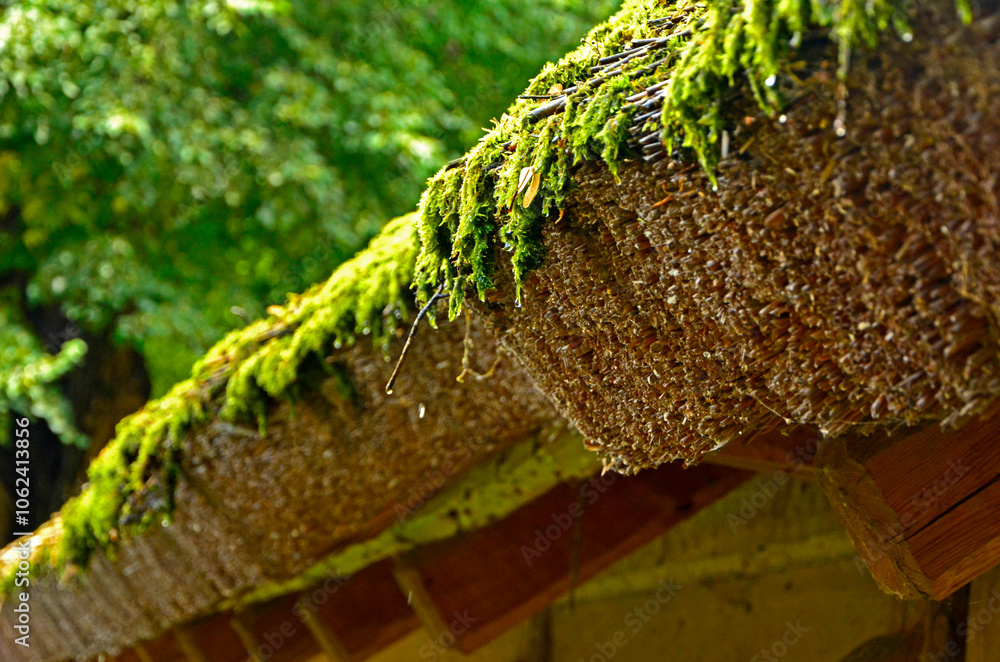 zbliżenie dachu pokrytego strzechą i mchem, strzecha na dachu, Roof of an old wooden building covered with thatched roof and moss, Old roof of reeds, covered with moss