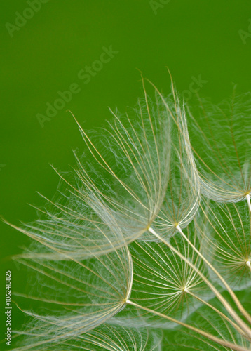 Obraz na płótnie dmuchawiec na zielonym, rozmytym tle, puszyte nasiona kozibród, Tragopogon, goatsbeard, salsify, puszyste nasiona dmuchawca, blurred background w salonie