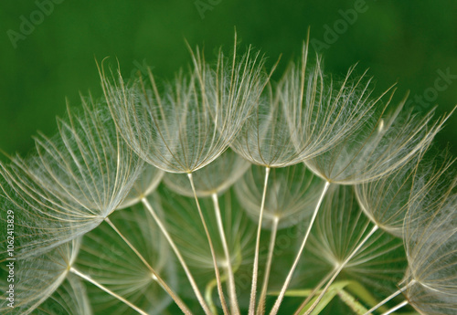 Obraz na płótnie dmuchawiec na zielonym, rozmytym tle, puszyte nasiona kozibród, Tragopogon, goatsbeard, salsify, puszyste nasiona dmuchawca, blurred background w salonie
