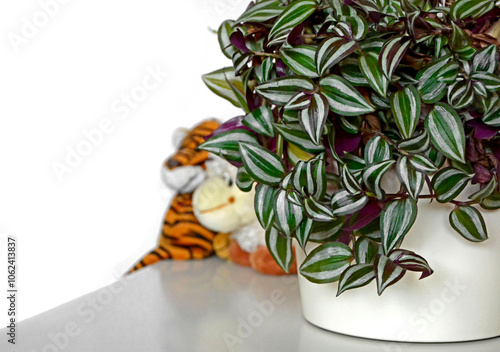 Obraz na płótnie Trzykrotka pasiasta w białej doniczce na stole, rośliny do pokoju dziecka, pluszowe maskotki na stole obok rośliny, Tradescantia, Plants for a child's room
w salonie