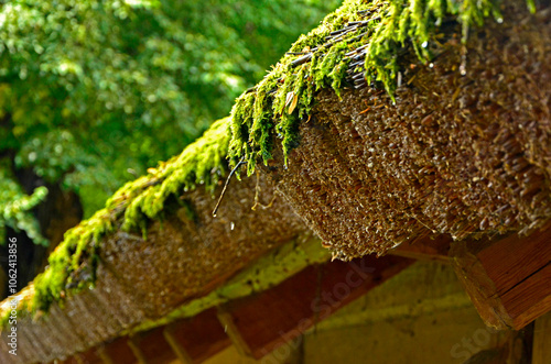 Obraz na płótnie zbliżenie dachu pokrytego strzechą i mchem, strzecha na dachu, Roof of an old wooden building covered with thatched roof and moss, Old roof of reeds, covered with moss
w salonie