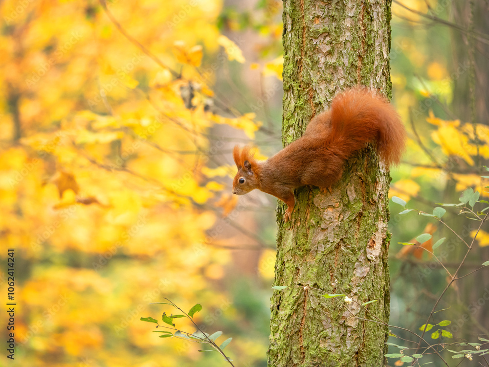 Obraz premium squirrel in the autumn forest
