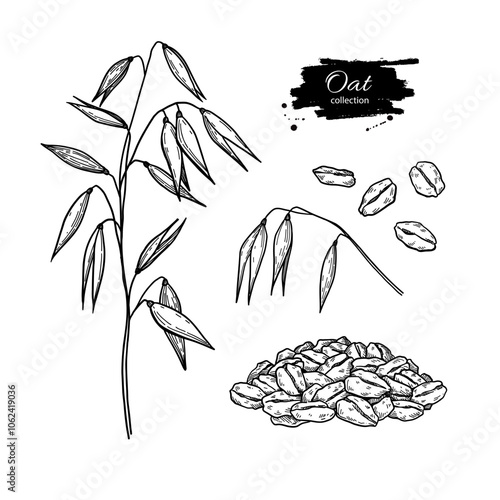 Oat plant, ears, grain and oat flakes vector drawing. Oatmeal breakfast food sketch. Hand drawn illustration