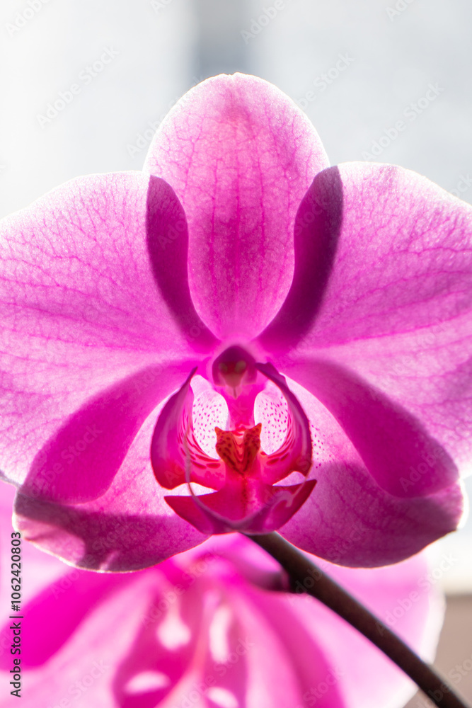 Obraz premium pink orchid flower