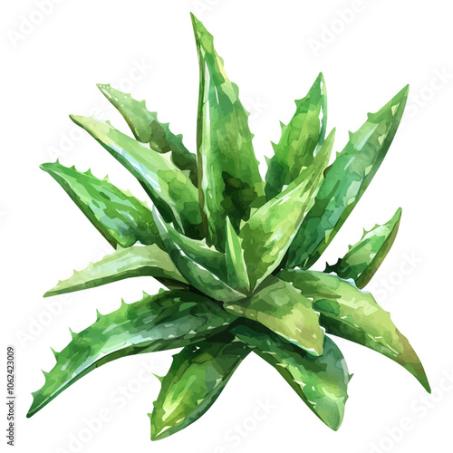 A watercolor vector of Aloe vera, isolated on a white background.