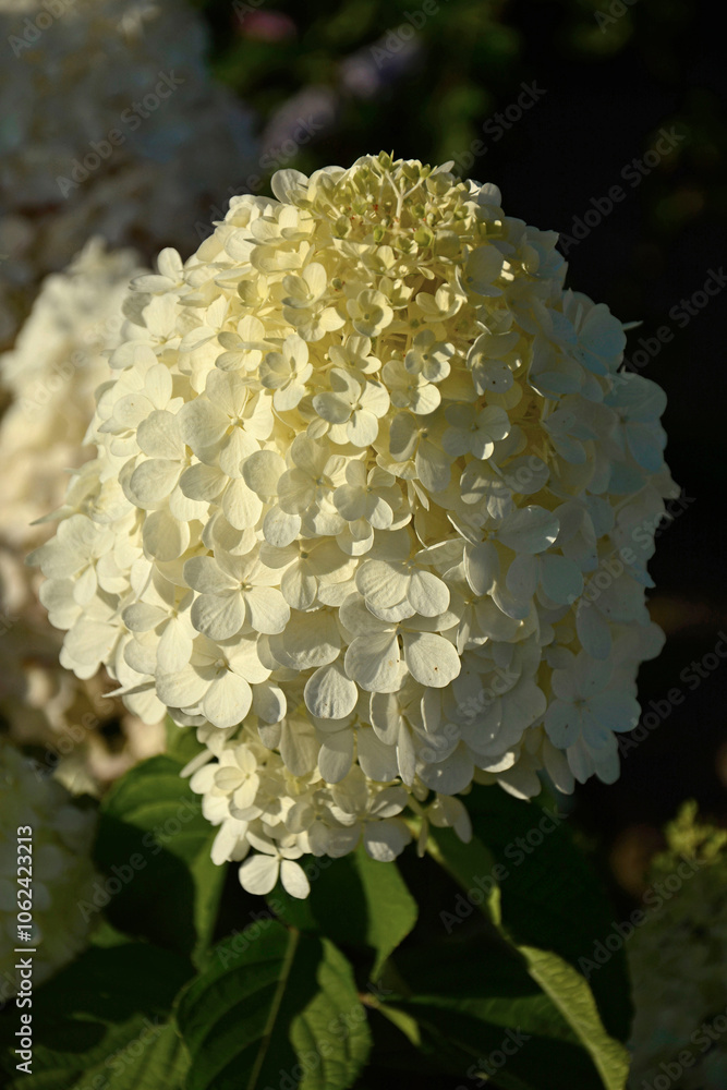 kwitnąca hortensja bukietowa, białe kwiaty, hydrangea paniculata or panicled hydrangea, krzew ozodbny, White flowers of hydrangea paniculata in garden, hortensja