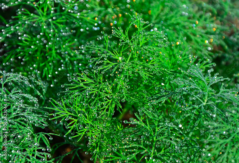 Koper ogrodowy z poranną rosą w słońcu, Anethum graveolens, Garden dill in the morning dew, green spice covered with morning dew, rainbow dew drops