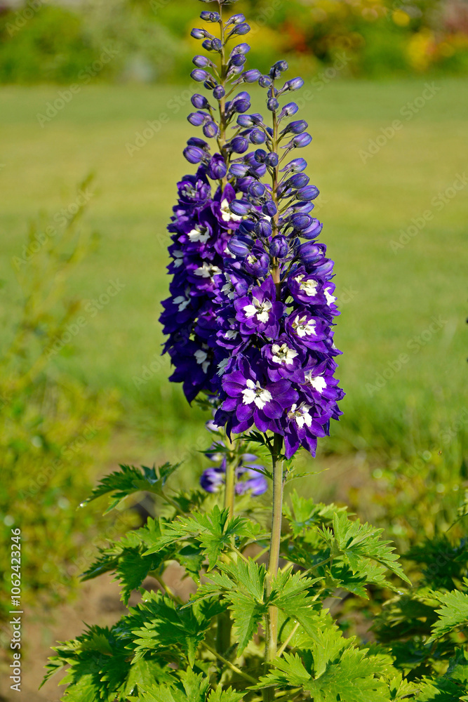 Ostróżka wyniosła odmiana Dark Blue White Bee, fioletowe kwiaty ostróżki, na zielonym tle Violet flower of Delphinium variety Dark Blue White Bee, delphinium blue white(Delphinium elatum),