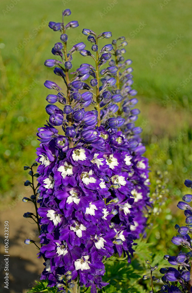 Ostróżka wyniosła odmiana Dark Blue White Bee, fioletowe kwiaty ostróżki, na zielonym tle Violet flower of Delphinium variety Dark Blue White Bee, delphinium blue white(Delphinium elatum),