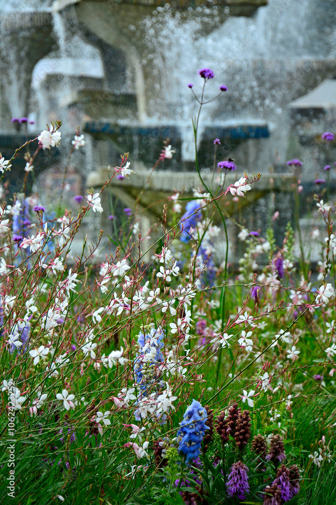 łąka kwietna, rośliny śródziemnomorskie i preriowe, flower meadow, Mediterranean and prairie plants, Liatris spicata, Gaura lindheimeri, Delphinium elatum, gaura, ostróżka ogrodowa i liatra kłosowa