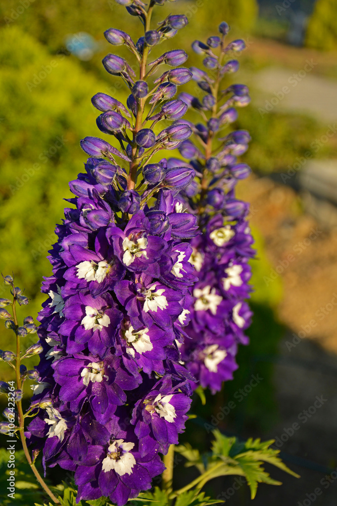 Ostróżka wyniosła odmiana Dark Blue White Bee, fioletowe kwiaty ostróżki, Violet flower of Delphinium variety Dark Blue White Bee, delphinium blue white(Delphinium elatum),