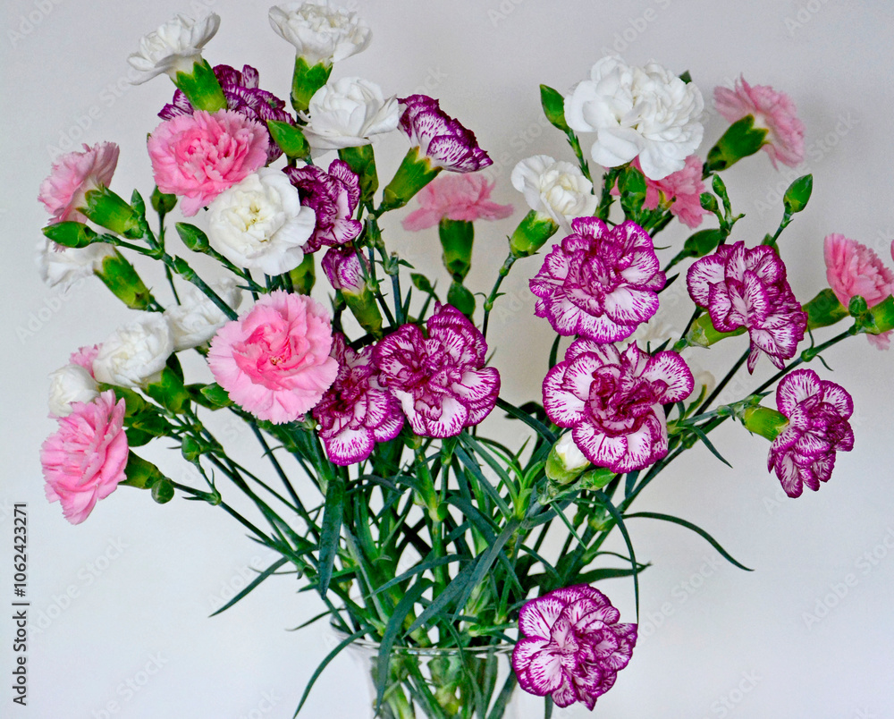 bukiet białych i różowych goździków gałązkowych, bouquet of white and pink carnations, Dianthus caryophyllus