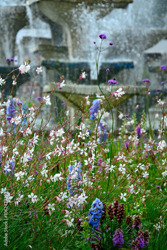 Obraz na płótnie łąka kwietna, rośliny śródziemnomorskie i preriowe, flower meadow, Mediterranean and prairie plants, Liatris spicata, Gaura lindheimeri, Delphinium elatum, gaura, ostróżka ogrodowa i liatra kłosowa w salonie
