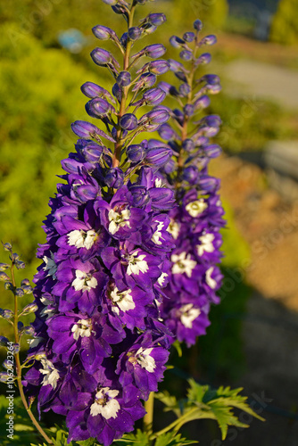 Obraz na płótnie Ostróżka wyniosła odmiana Dark Blue White Bee, fioletowe kwiaty ostróżki, Violet flower of Delphinium variety Dark Blue White Bee, delphinium blue white(Delphinium elatum), w salonie
