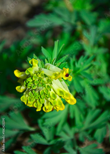 Obraz na płótnie Kokorycz syberyjska, kwitnąca kokorycz, Corydalis nobilis, Siberian corydalis
w salonie