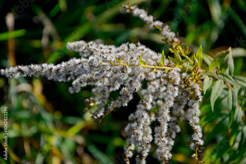 puszyste nasiona nawłoci kanadyjskiej pod słońce na rozmytym tle, Solidago canadensis, fluffy goldenrod seeds under the sun on a black background, jesień, autumn	 photo