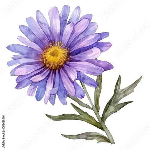 A watercolor vector of an Aster amellus, isolated on a white background.