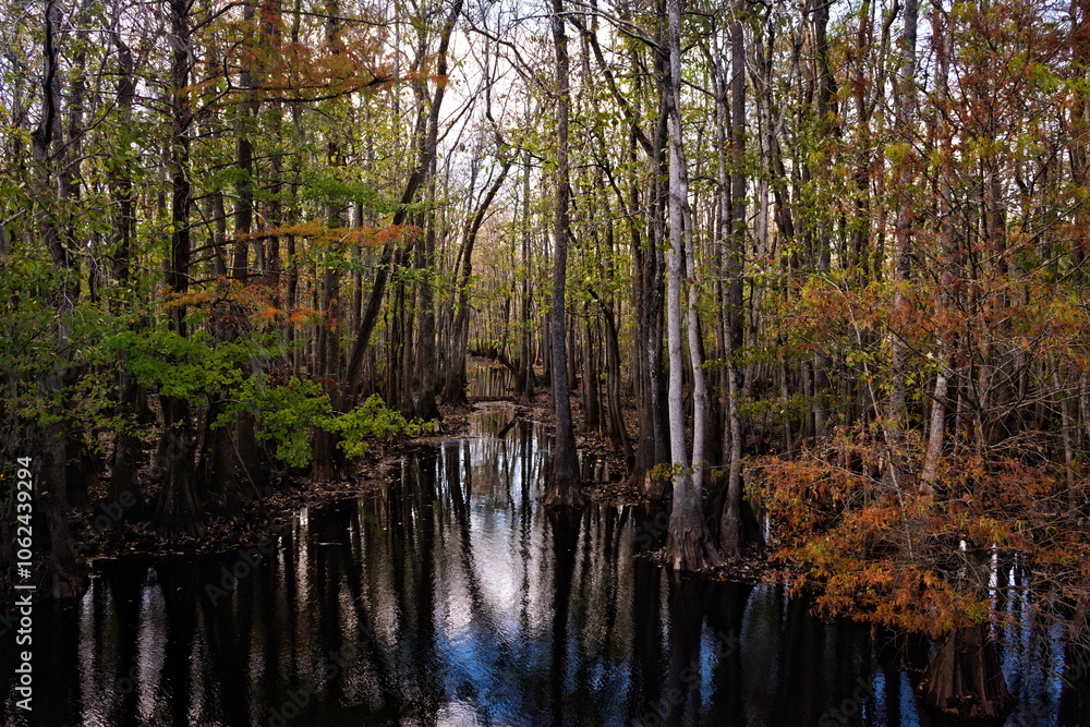 A swamp creek disappears in the woods highlighted by beautiful fall colors. A swamp creek disappears in the woods highlighted by beautiful fall colors.