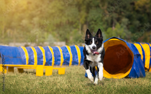 Happy border collie runs out of tunnel during agility training on green lawn. Border Collie Running Through Agility Course.