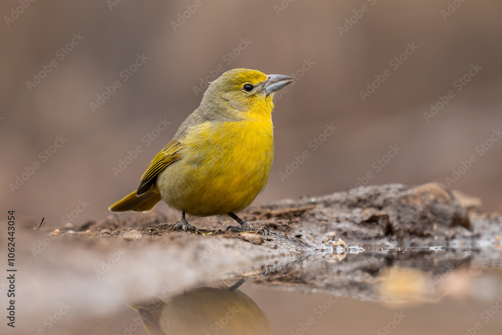 Fueguero común, piranga flava