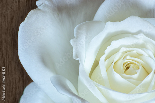close up white rose on wood texture background to card or gift on birthday
