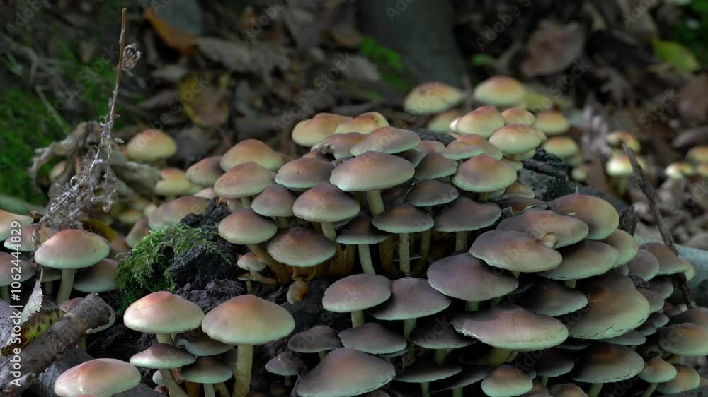 Velvet Shank in natural ambient (Flammulina velutipes) - (4K) Velvet Shank in natural ambient (Flammulina velutipes) - (4K)