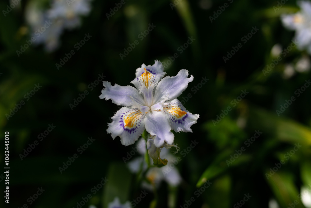 Iris Iris