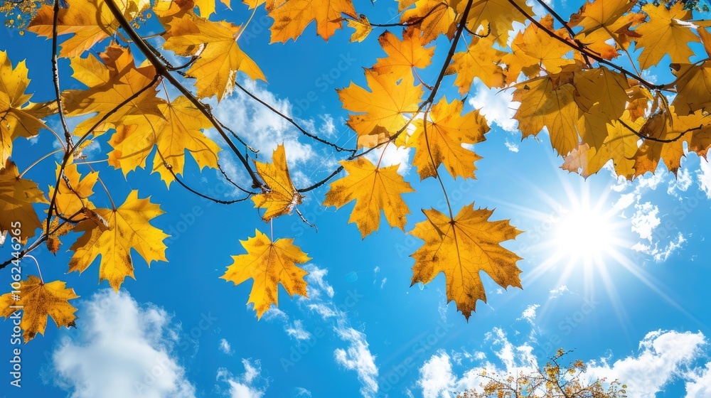 Autumn maple branch against sunny blue sky with yellow and orange leaves Autumn maple branch against sunny blue sky with yellow and orange leaves