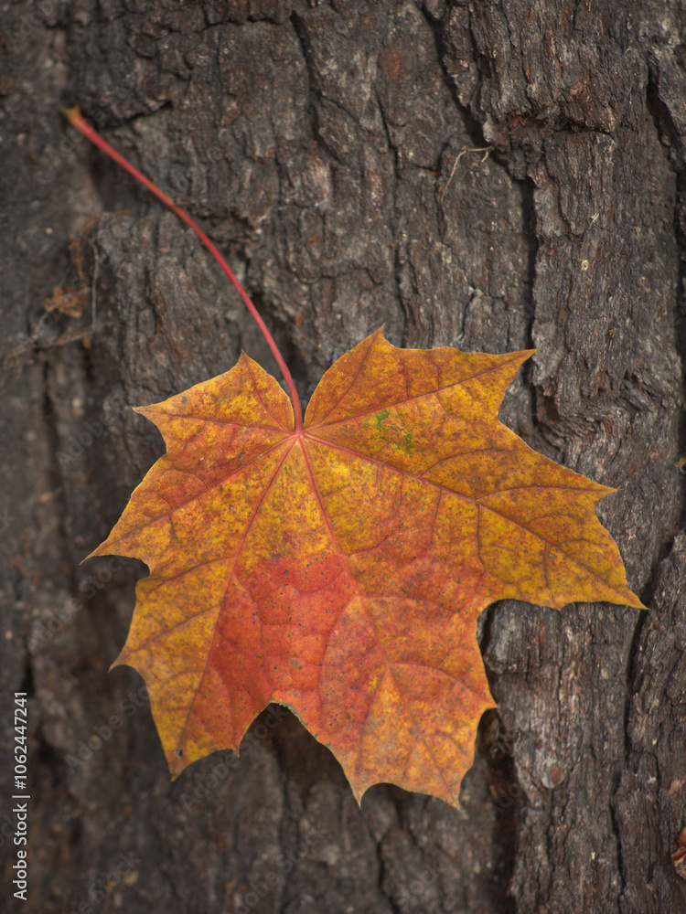 Maple leaf with bright autumn colors with bark of an oak tree in the background, decorative photo usable as background or wallpaper with copy space Maple leaf with bright autumn colors with bark of an oak tree in the background, decorative photo usable as background or wallpaper with copy space