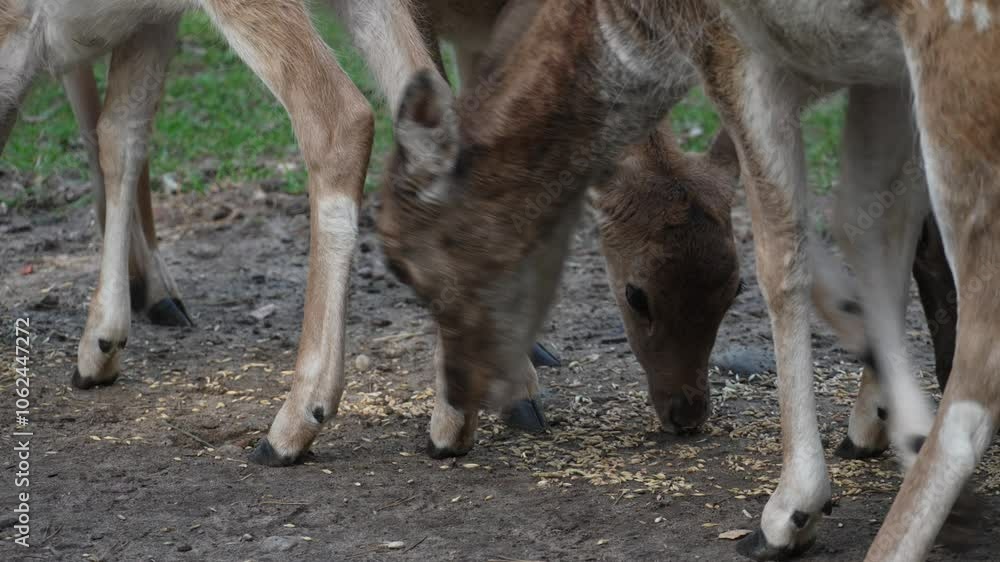 Head of Young roe deer eating grain from the ground slow motion. Young true deer grazing in the wild. Whitetail sika deer walking in forest Head of Young roe deer eating grain from the ground slow motion. Young true deer grazing in the wild. Whitetail sika deer walking in forest