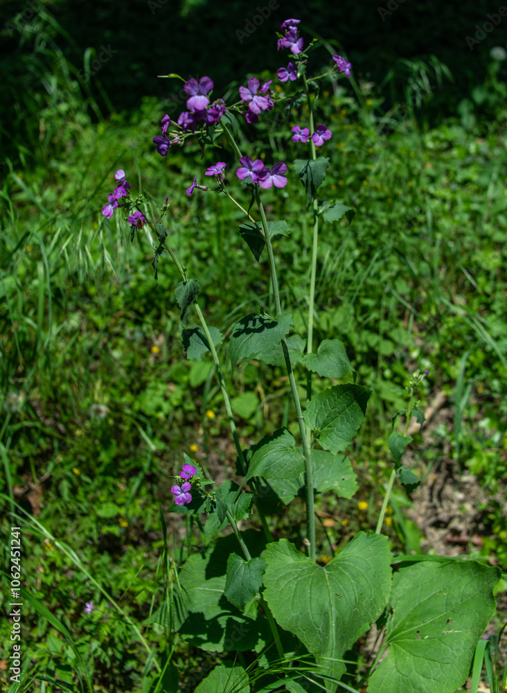 Lunaria Annua - medaglia del papa Lunaria Annua - medaglia del papa