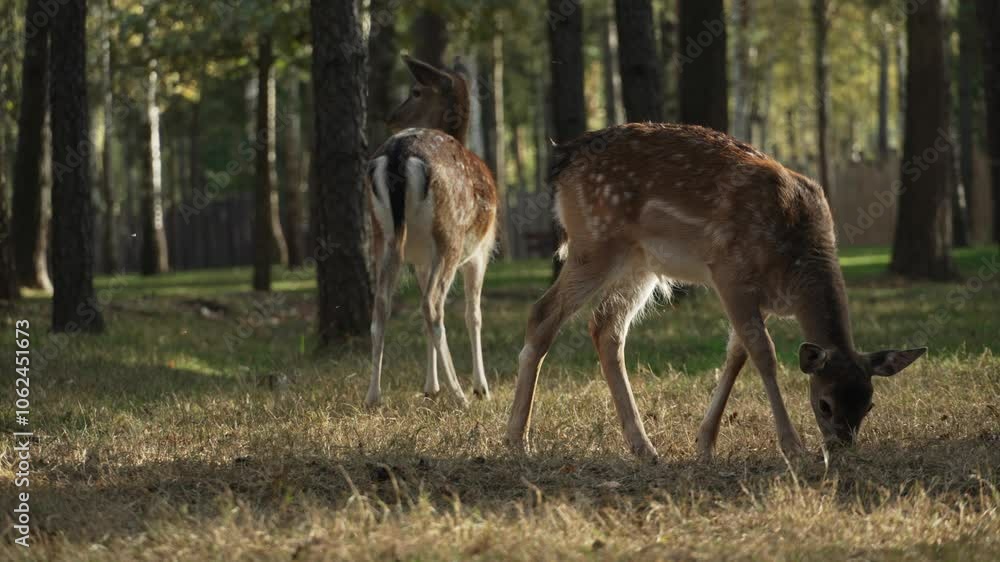 Two Whitetail spotted roe deer eating dry grass in the forest slow motion. Young true deer grazing in the wild. Whitetail sika deer walking in forest Two Whitetail spotted roe deer eating dry grass in the forest slow motion. Young true deer grazing in the wild. Whitetail sika deer walking in forest