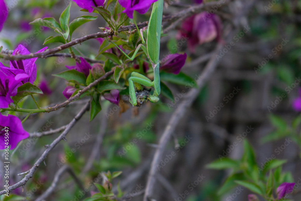 Mantide Religiosa Mantide Religiosa