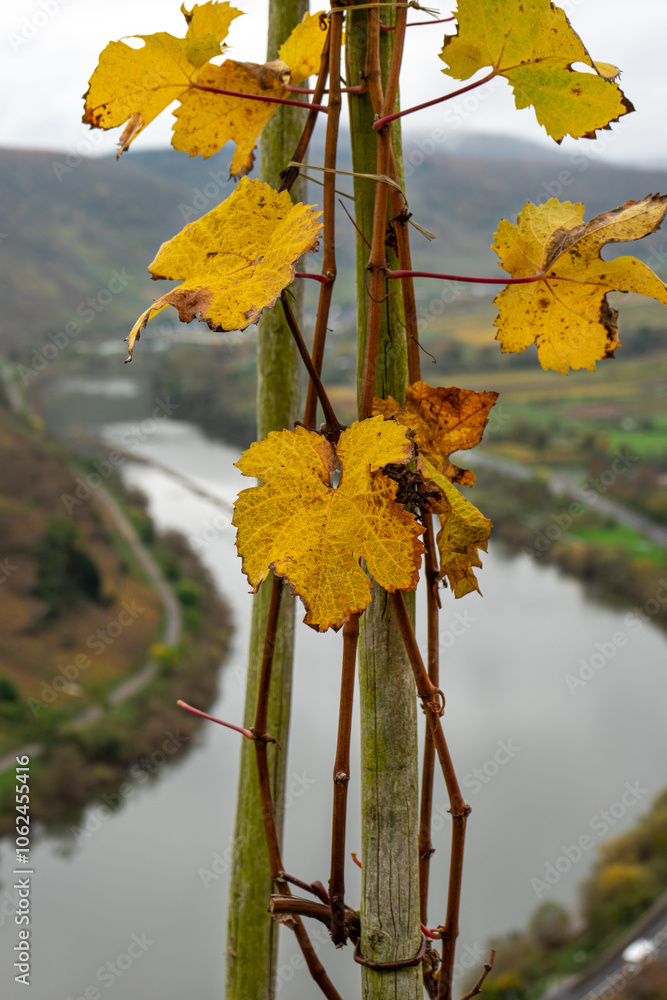 Obraz premium Mosel Wein Herbst Weinblatt Weinstock Riesling Bremmer Calmount