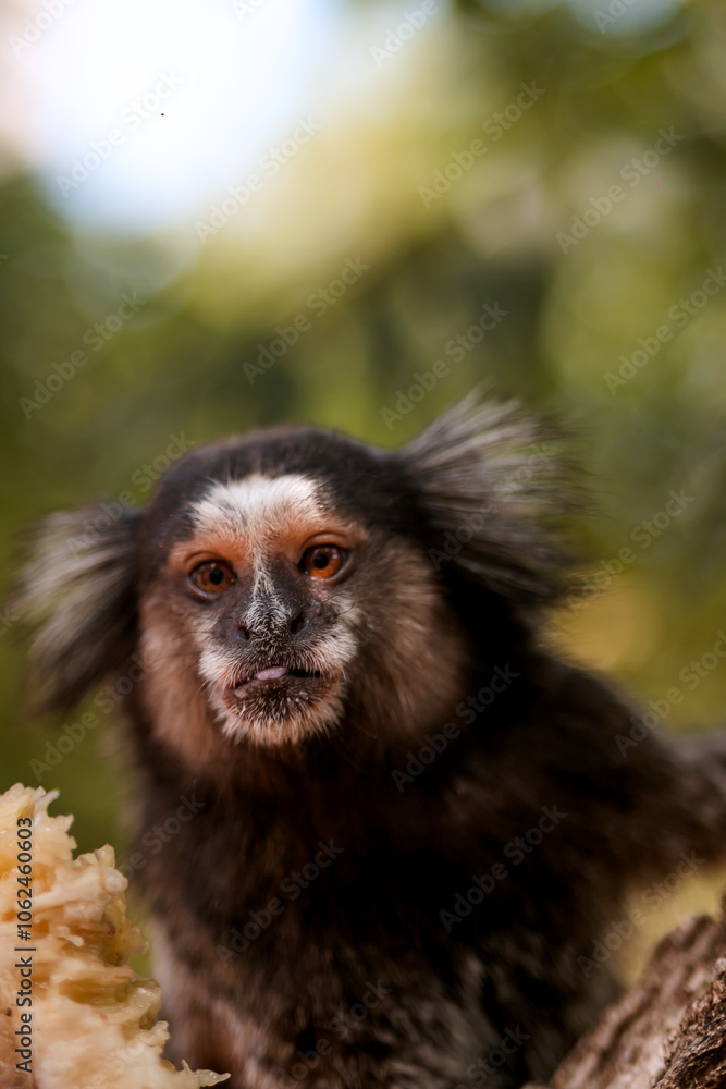 Obraz premium Sagui na natureza