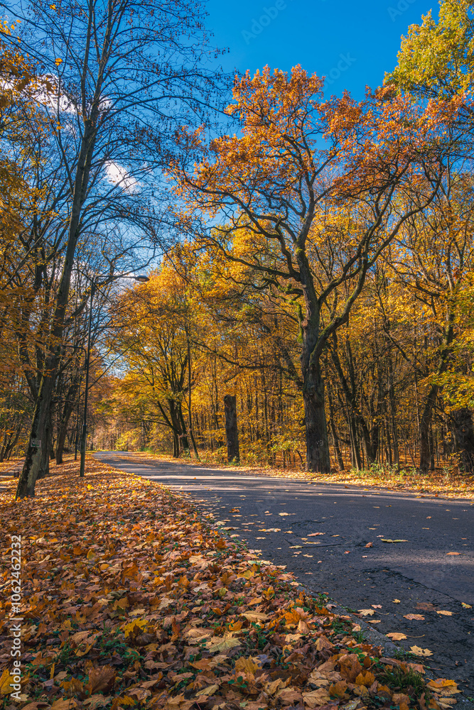 Naklejka premium droga przez kolorowy jesienny las