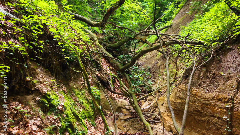 Fototapeta premium Overgrown forest gully with twisted branches and moss-covered slopes